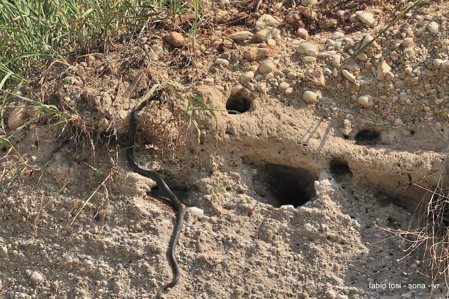 Il caparbio: predazione di biacco (foto-racconto)